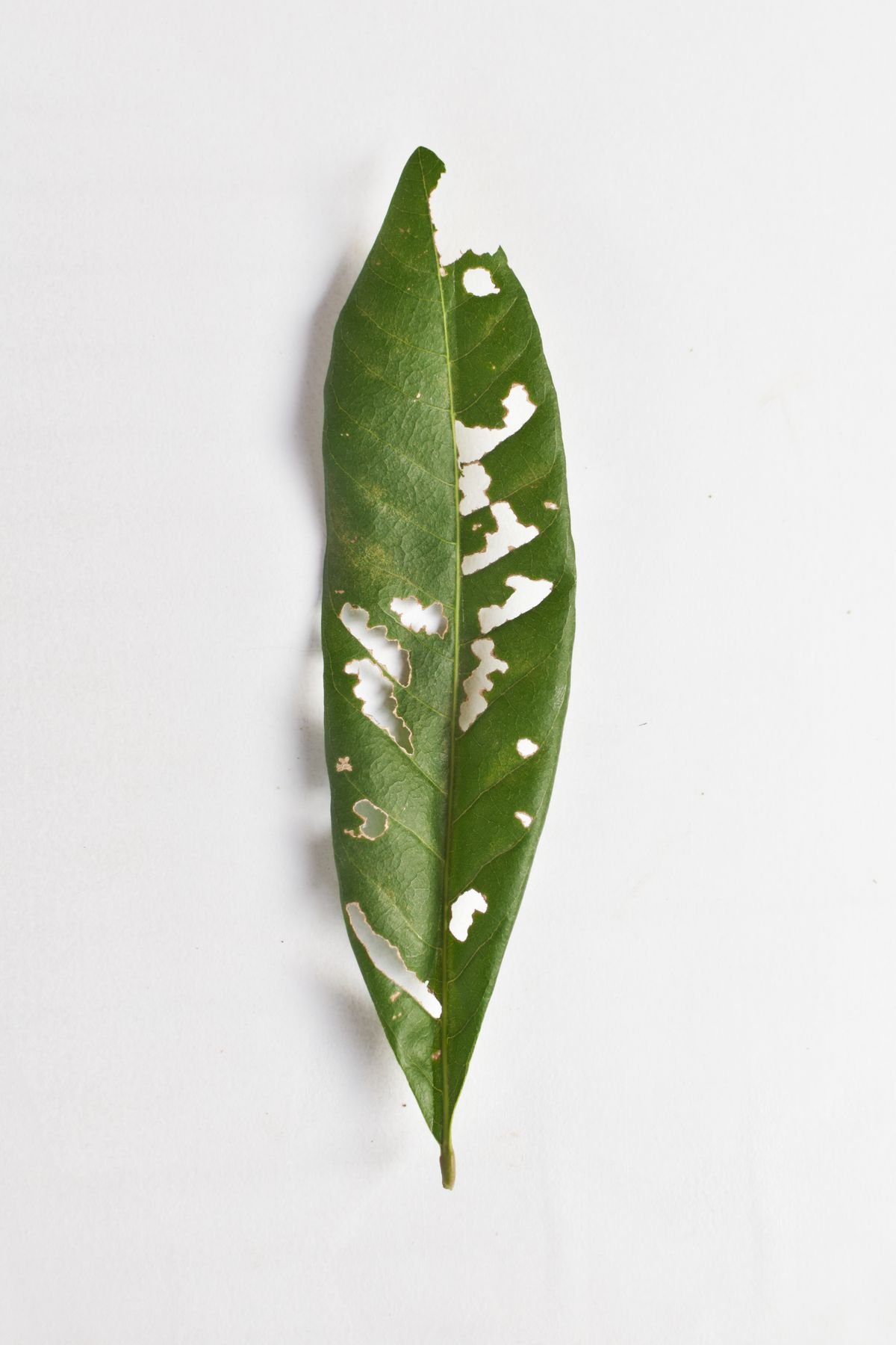 Peperomia Sunburn: How to Treat Scorched Leaves