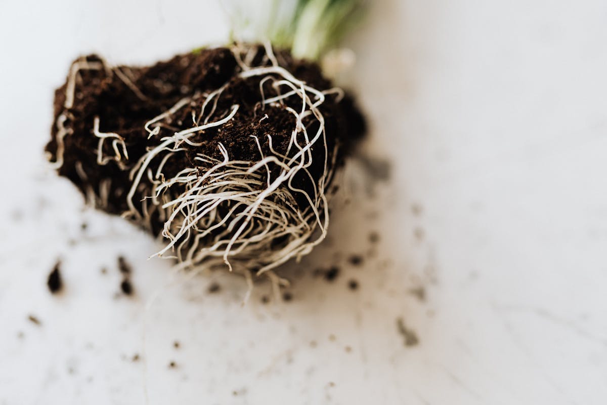 Close-up of propagation substrate components including perlite and fine bark in a bowl showing the aerated texture required for healthy root initiation