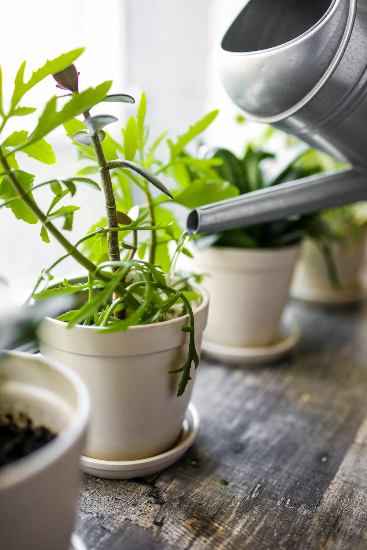 How to Water Peperomia Obtusifolia: The Science-Backed Guide