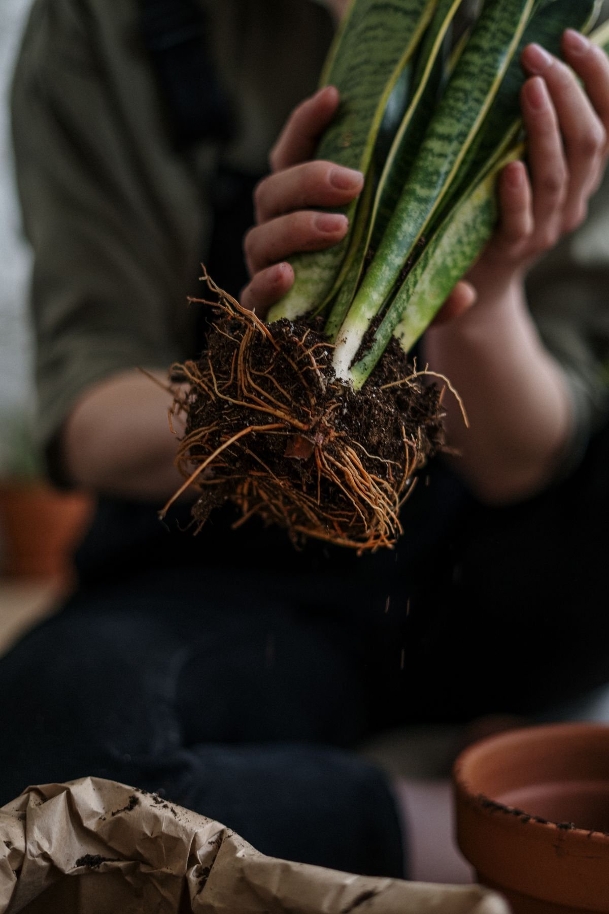 Hands holding a snake plant's roots above a terracotta pot, illustrating the fit between root ball size and container width