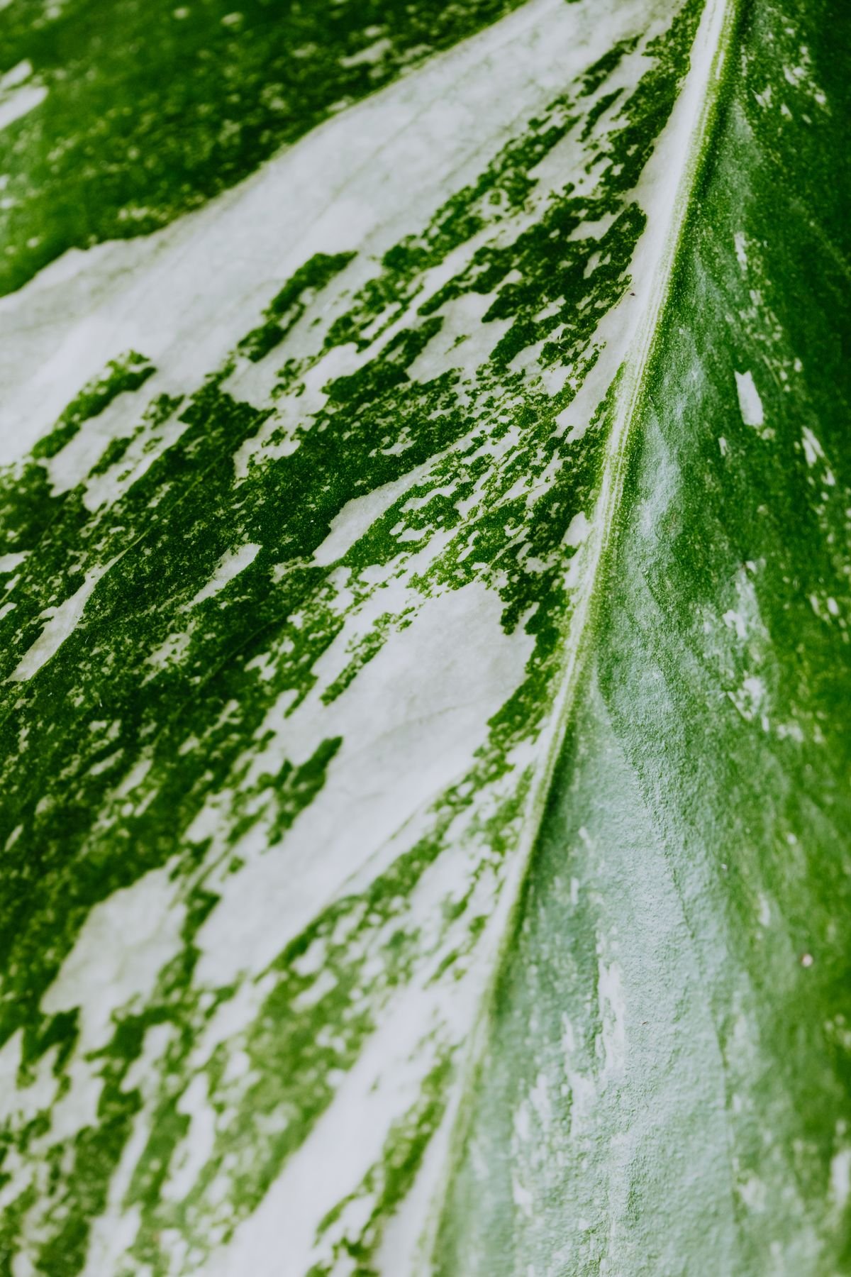 Peperomia Obtusifolia 'Variegata': Best Care & Chimeras