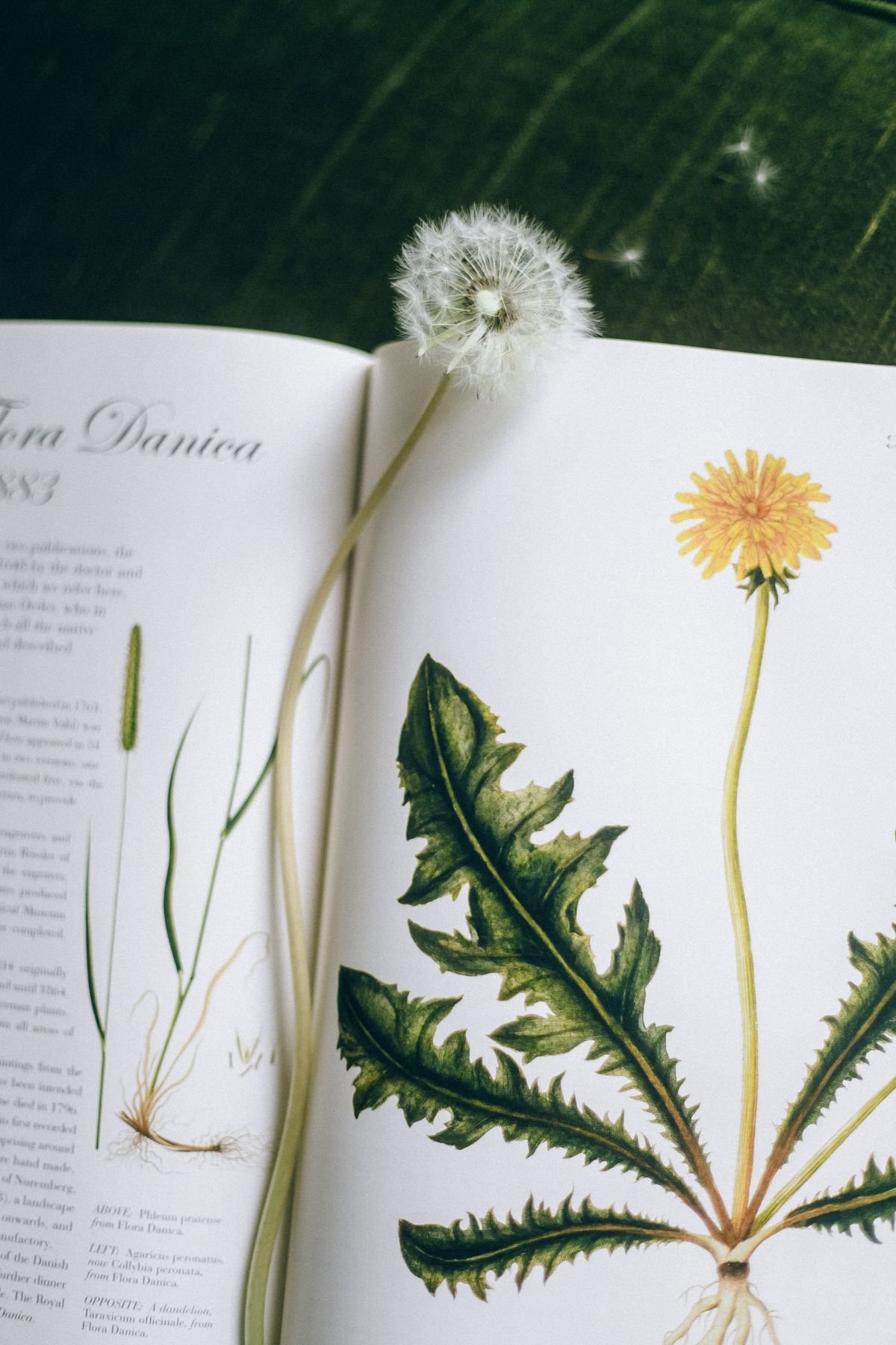 Plumier, Linnaeus, and the Global Journey of Peperomia