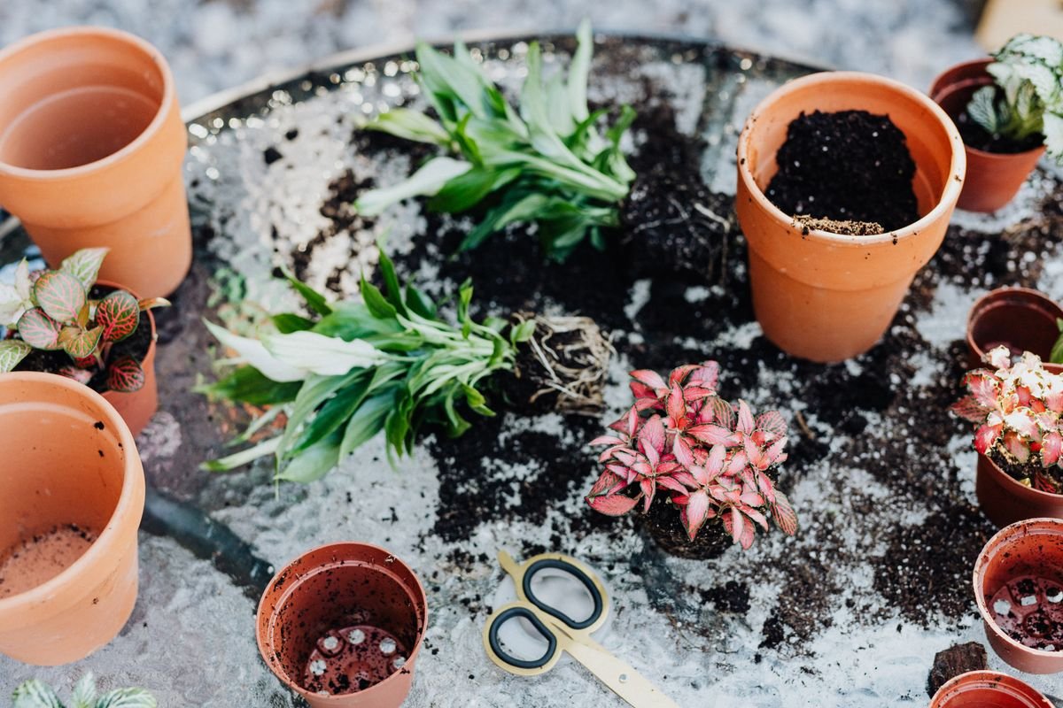 Gardening table with pots, plants, soil and scissors — tools for assembling a peperomia humidity tent