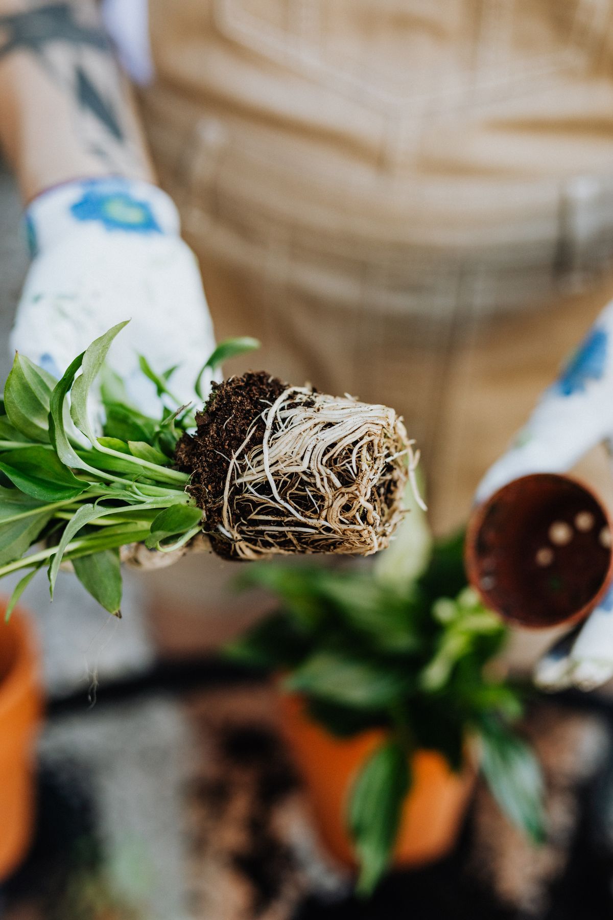 Hands repotting a Spathiphyllum-like houseplant with visible root structure, illustrating the upsize-by-one-pot-diameter operation