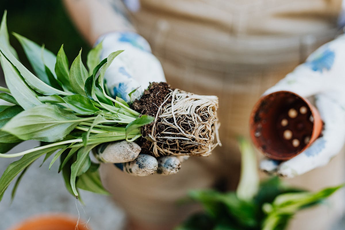 A gardener in gloves repotting a plant with roots exposed