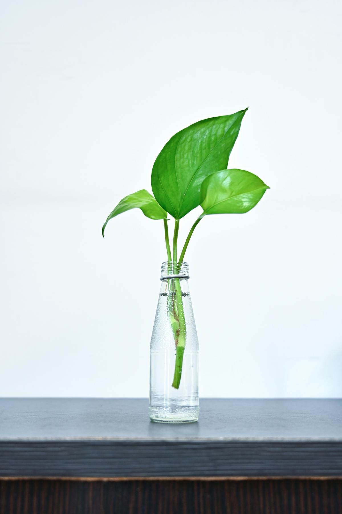 A plant cutting rooting in a glass bottle of water — the propagation method that converts a leggy top into a new compact specimen