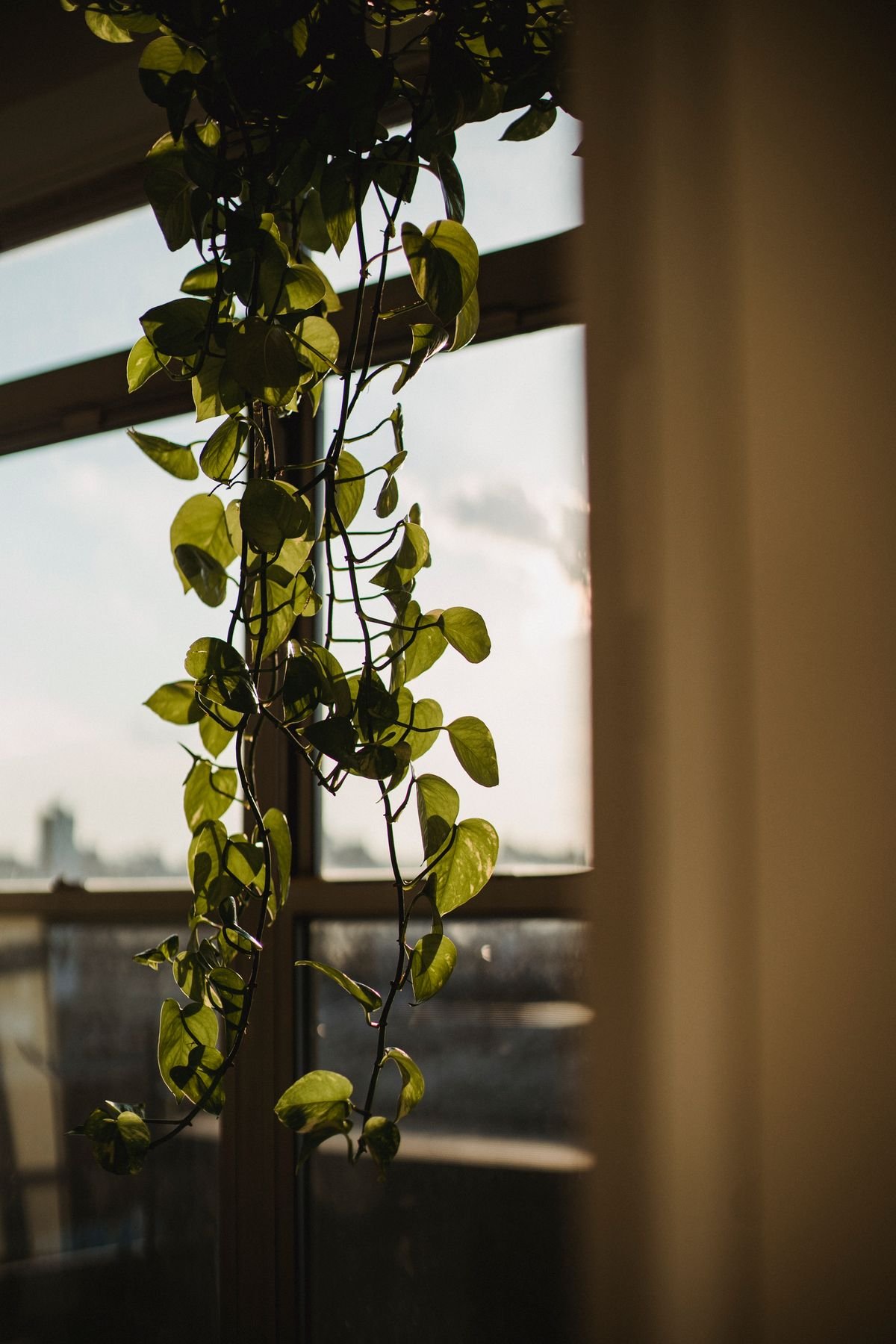 Peperomia Auxin Hormone: How It Controls Weak Growth