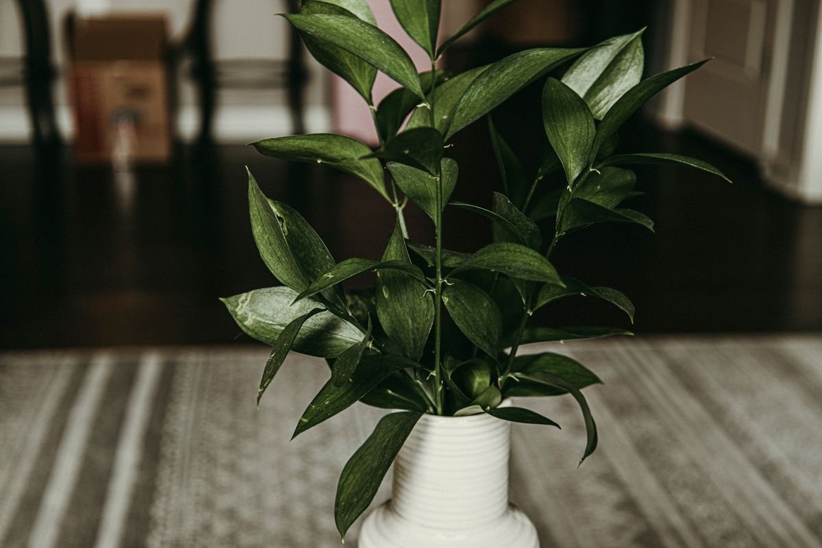 Is Peperomia Toxic? Safety for Pets and People