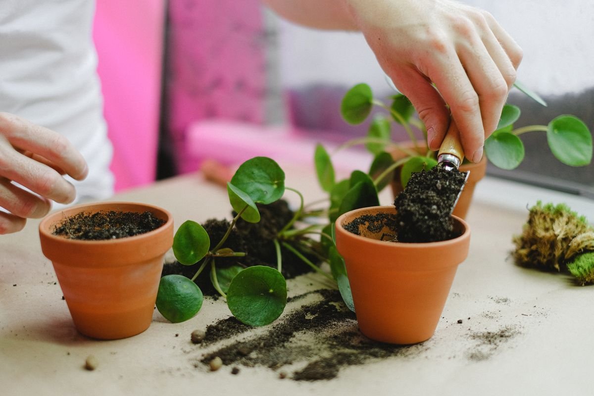 Hands repotting a houseplant in a terracotta pot, close-up on roots and fresh substrate