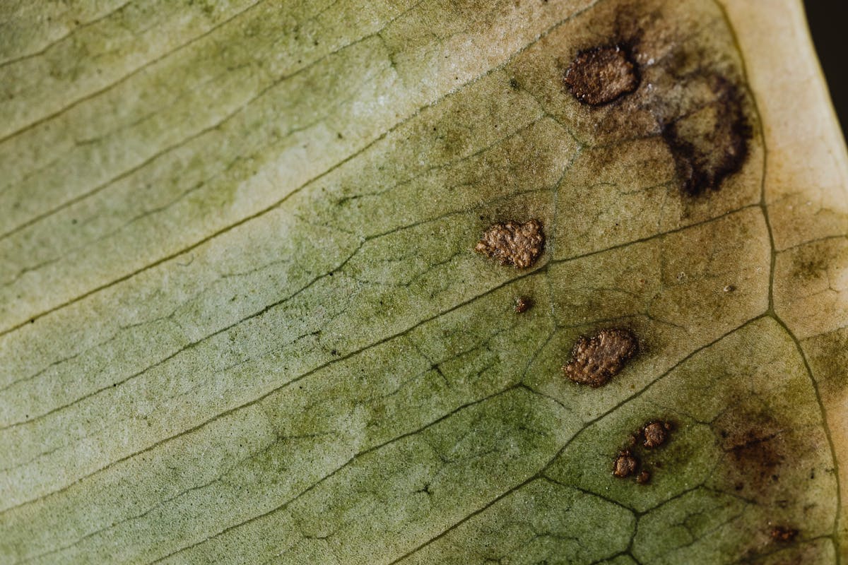 Macro shot of a leaf showing translucent water-soaked patches and textured veins — the stage at which oedema is still potentially reversible