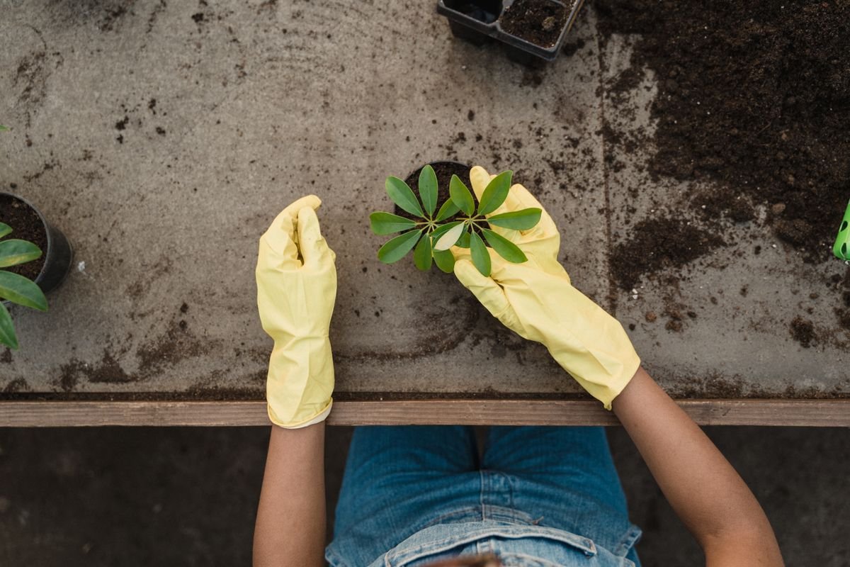 Hands working soil around a potted plant — verify dry-down with fingers or a stick before obeying a water alert