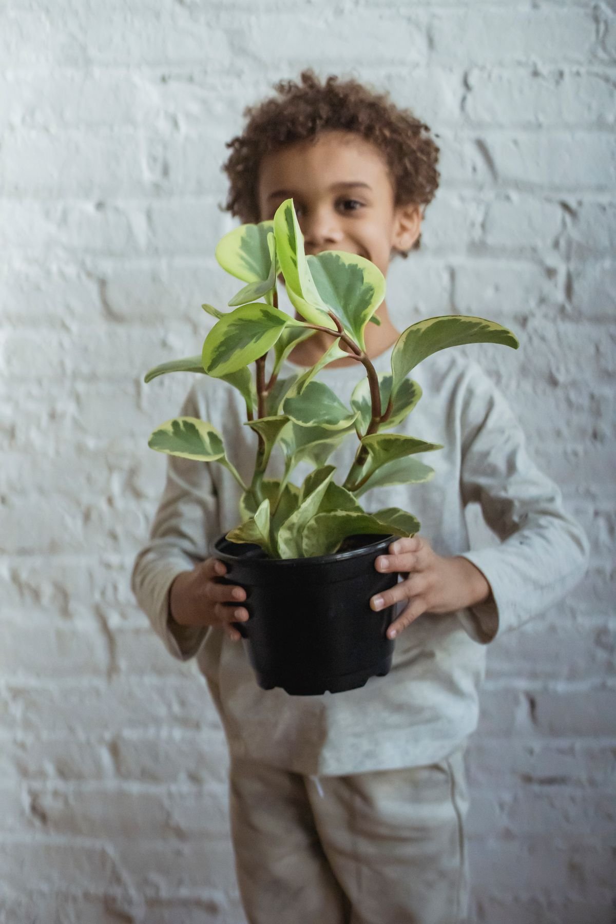 Fix Leggy Peperomia: 5 Proven Steps