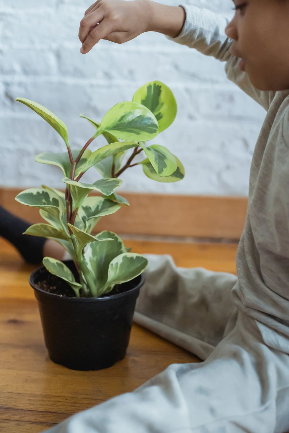 Propagate Variegated Peperomia from Leaves: 95% Fail