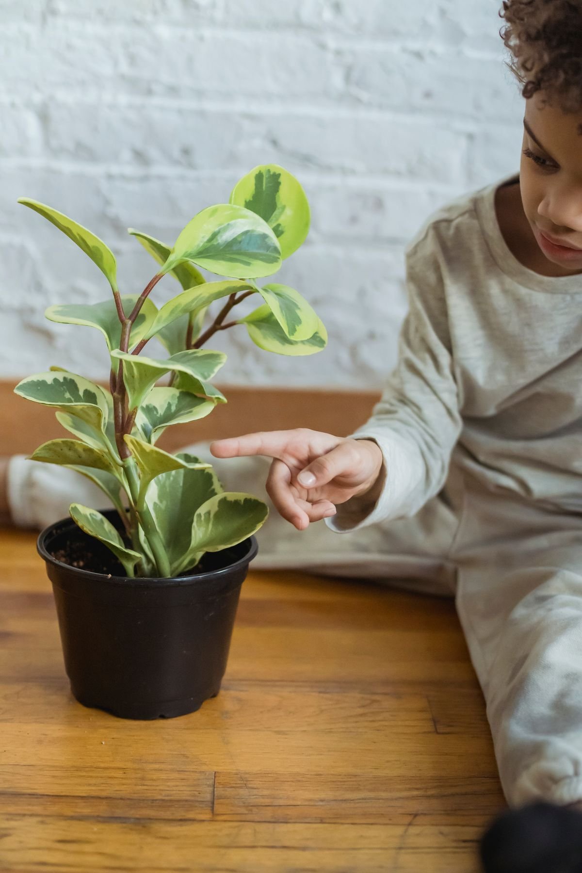 Child pointing at the cream-and-green leaves of a variegated Peperomia obtusifolia in a nursery pot