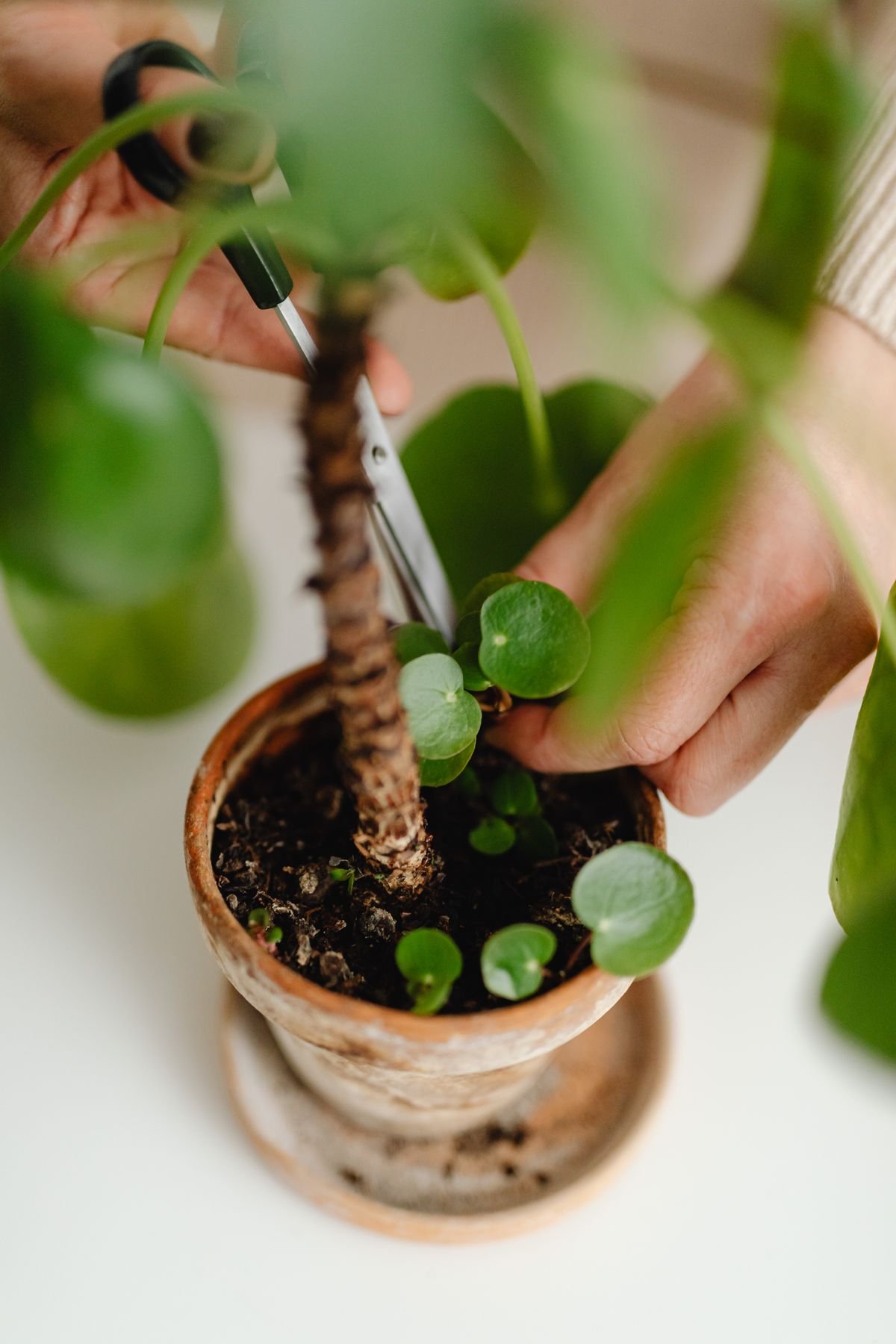 Hands using scissors to prune a small potted houseplant at a node above the soil line