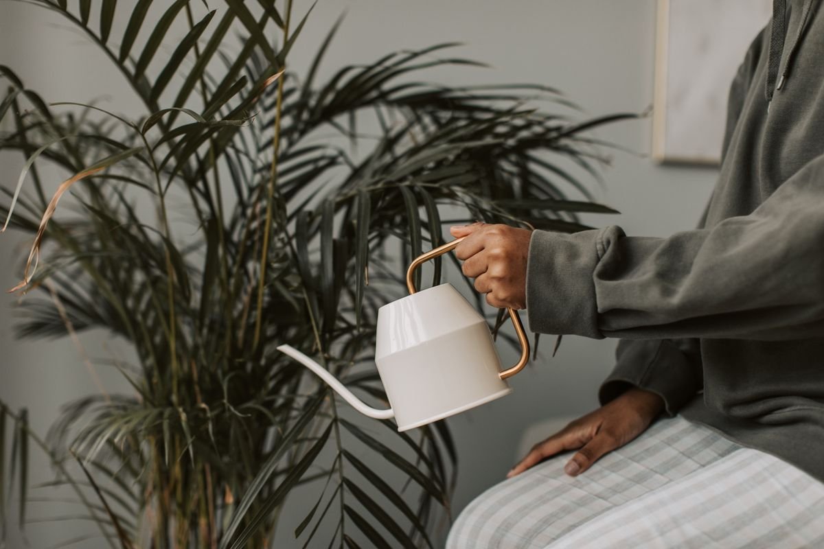 Watering can beside a potted houseplant, illustrating the reduced watering frequency needed after pruning removes leaf area