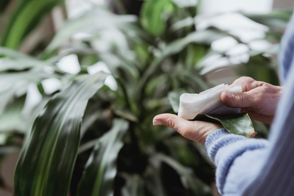 A hand wiping the leaves of a potted houseplant, the step used to clear honeydew and sooty mould after treatment