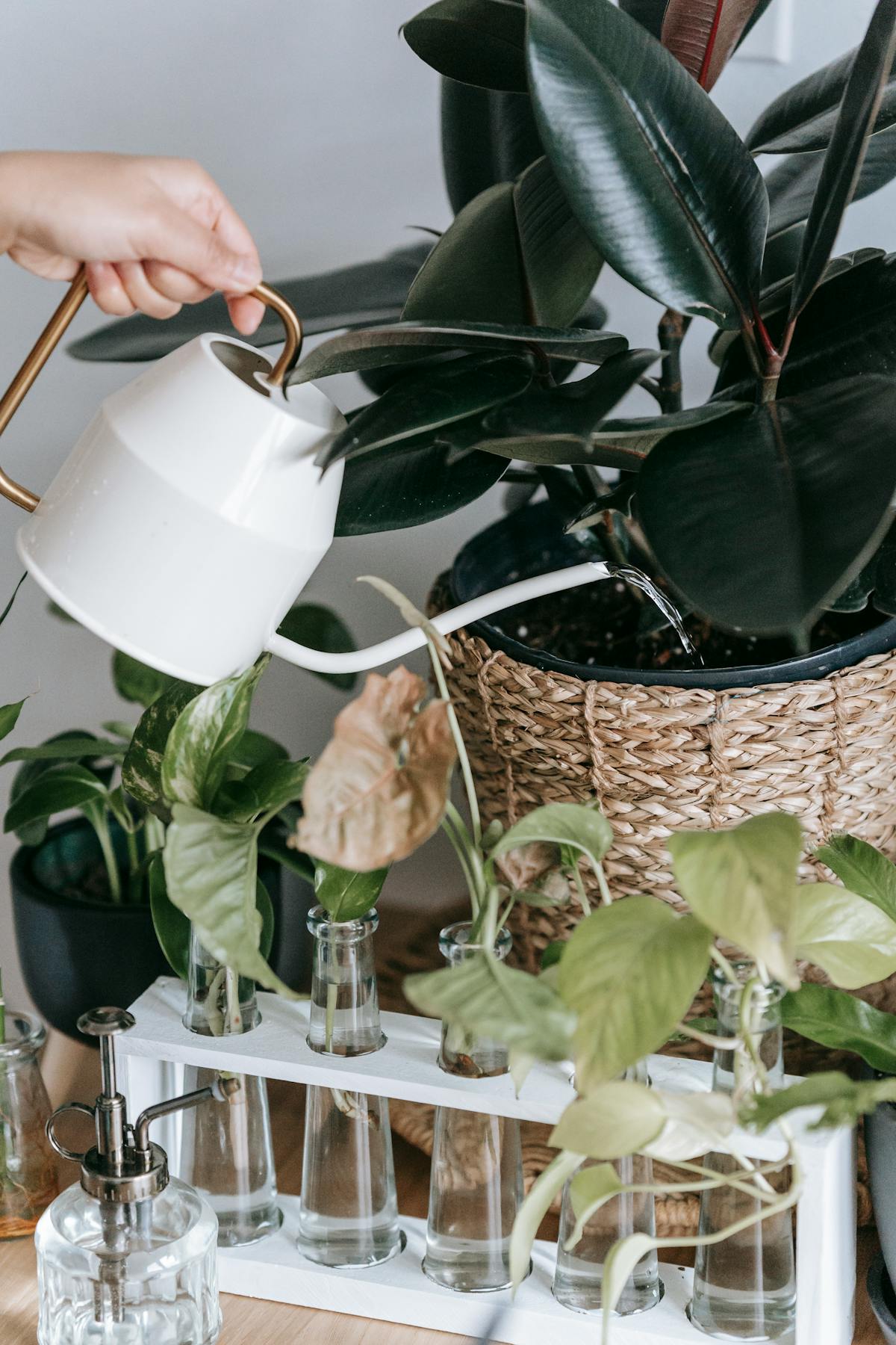 Person pouring water from a watering can into a potted green houseplant as part of a soil drench treatment
