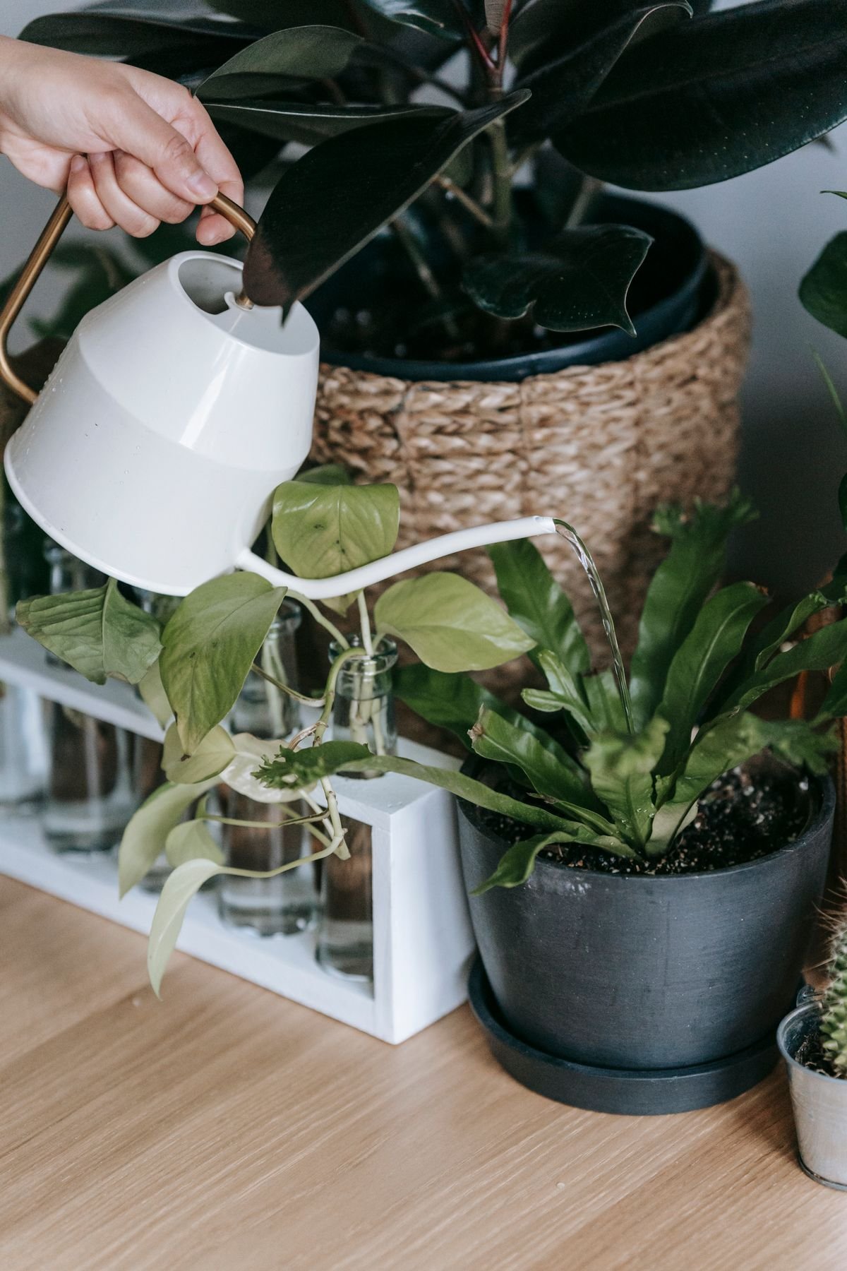 Peperomia Soil White Crust: Salt Damage & the Fix