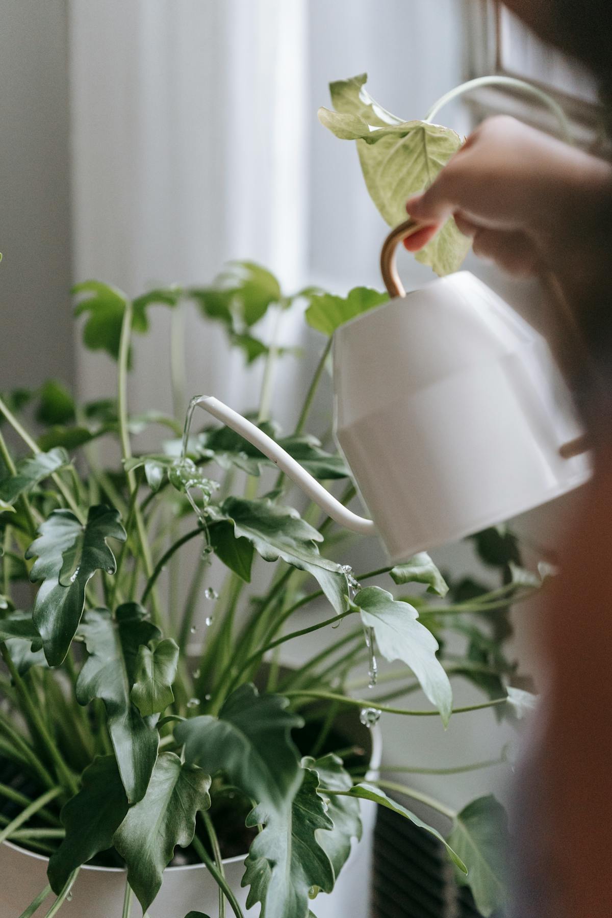Person applying a soil drench treatment by watering a potted green houseplant indoors