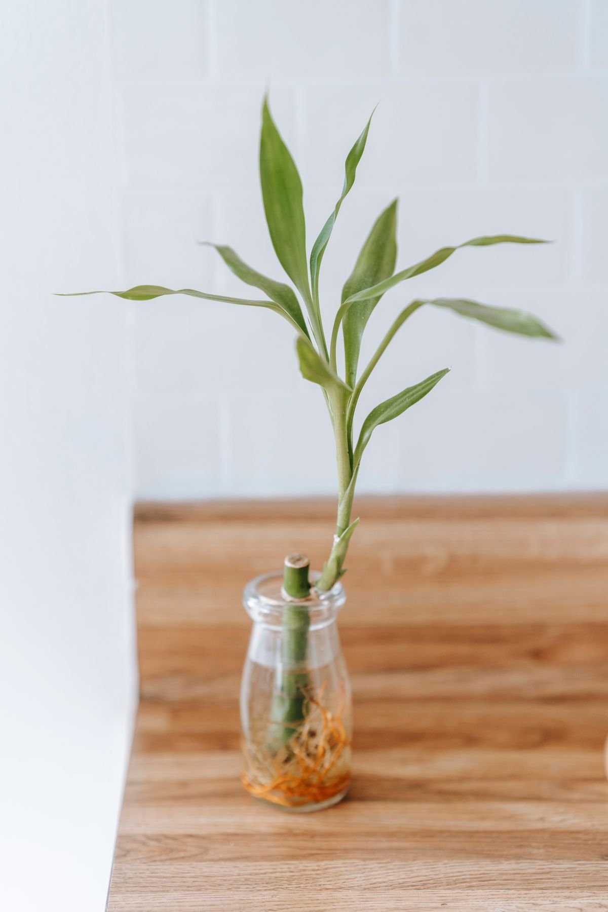 Peperomia Cuttings in Perlite: Best Semi-Hydro Method