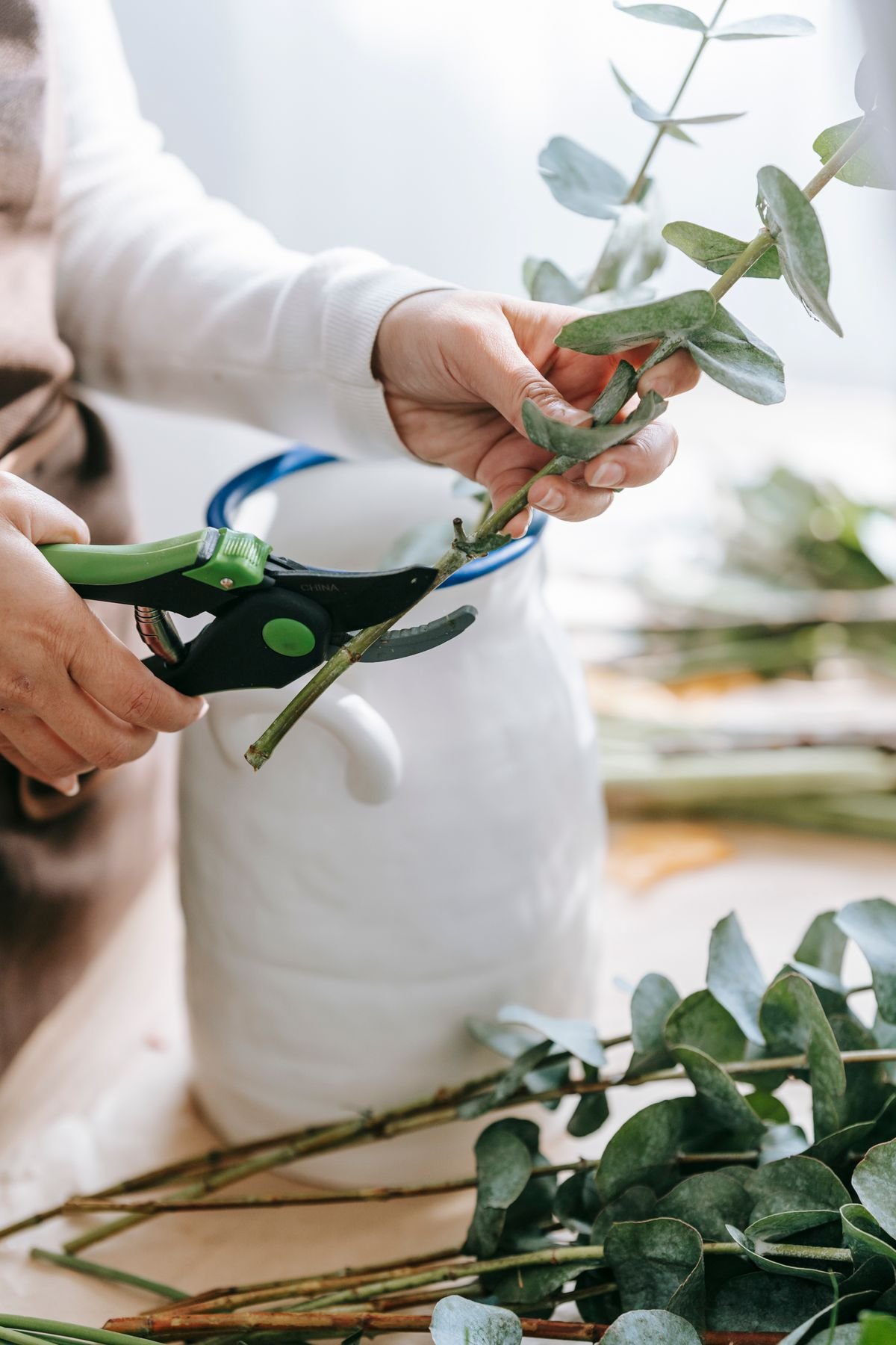 Peperomia Price Guide: What Drives Cost by Cultivar