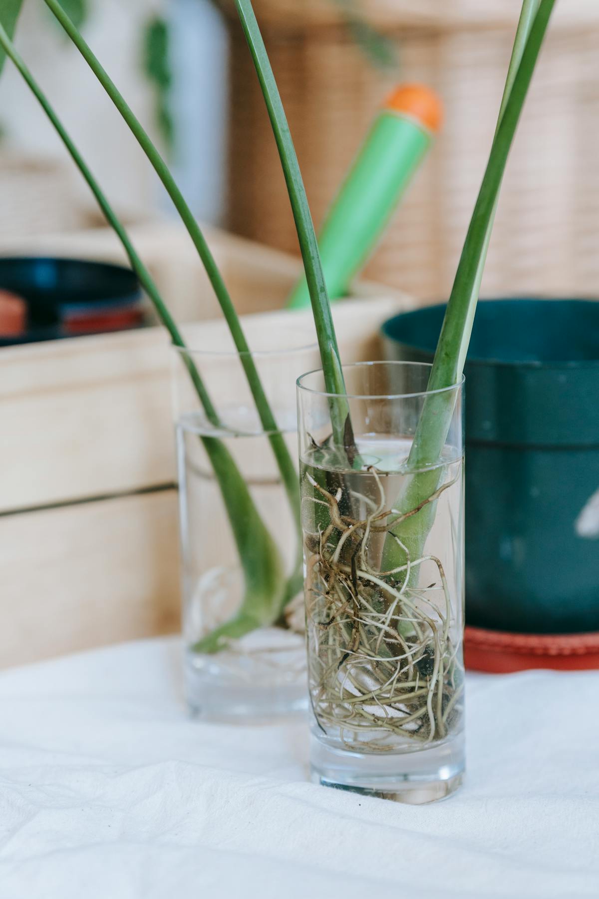 Plant stems with roots in transparent glass jars — the typical glass-jar configuration for semi-hydroponic propagation