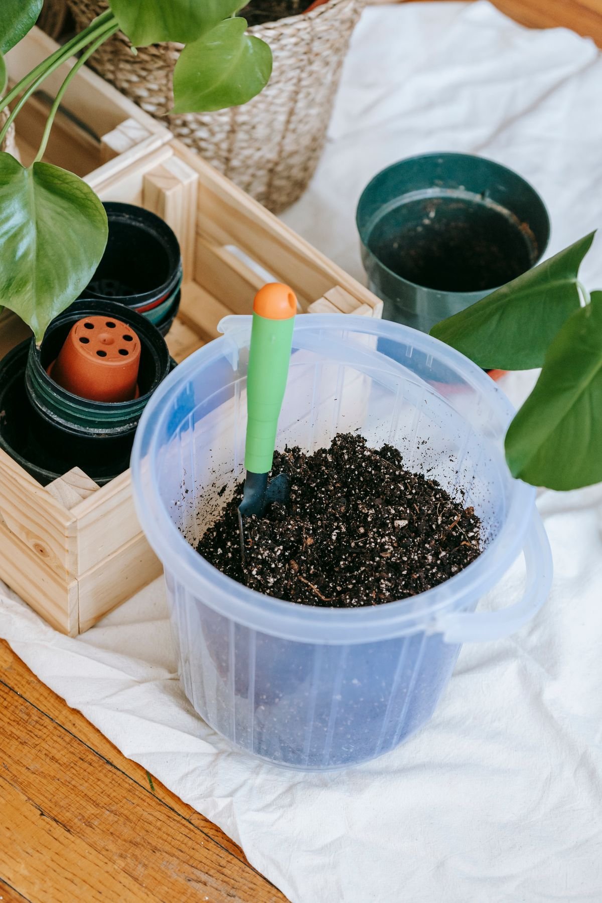 Peperomia Soil Moisture: Best Chopstick Test Method