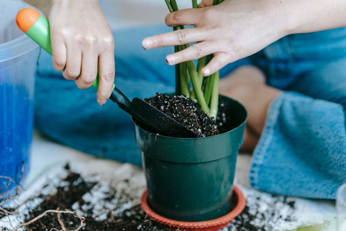 Liquid fertiliser being applied to a houseplant in measured quantity, illustrating diluted feeding technique for indoor tropical plants