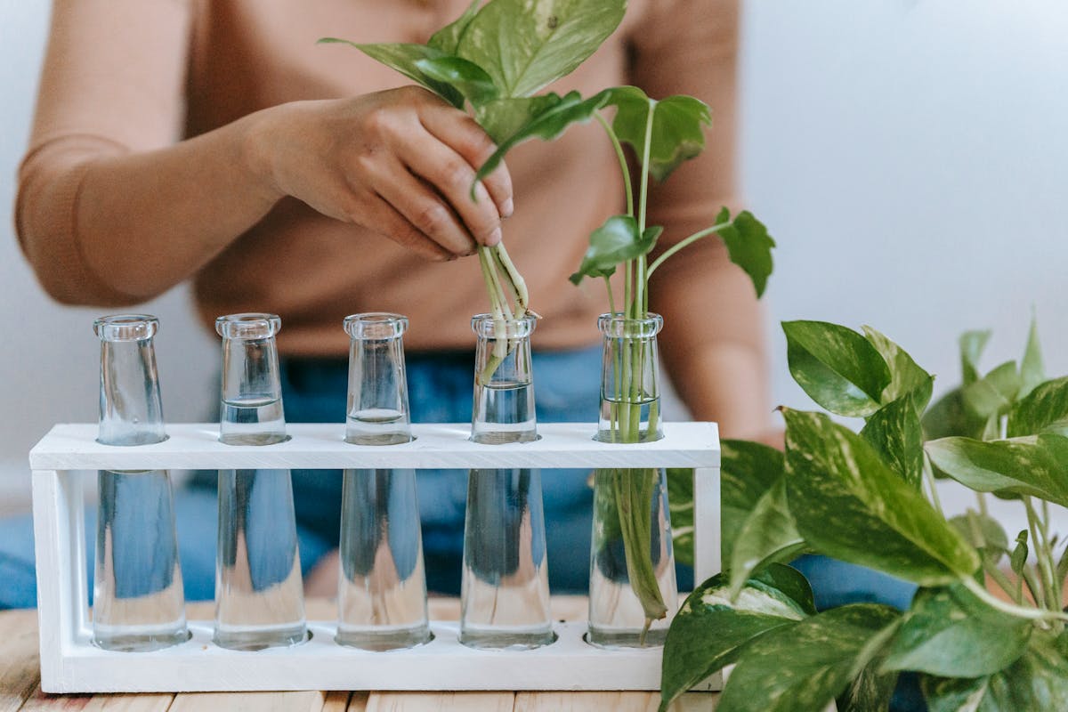 Houseplant stem cuttings placed in small pots of propagation substrate positioned in bright indirect light to initiate rooting