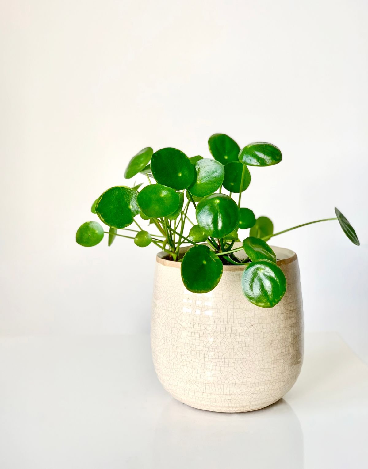 Peperomia vs Pilea: Best Care & Phyllotaxy Compared