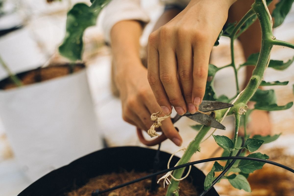 Hands pruning a potted houseplant with scissors to take healthy stem cuttings