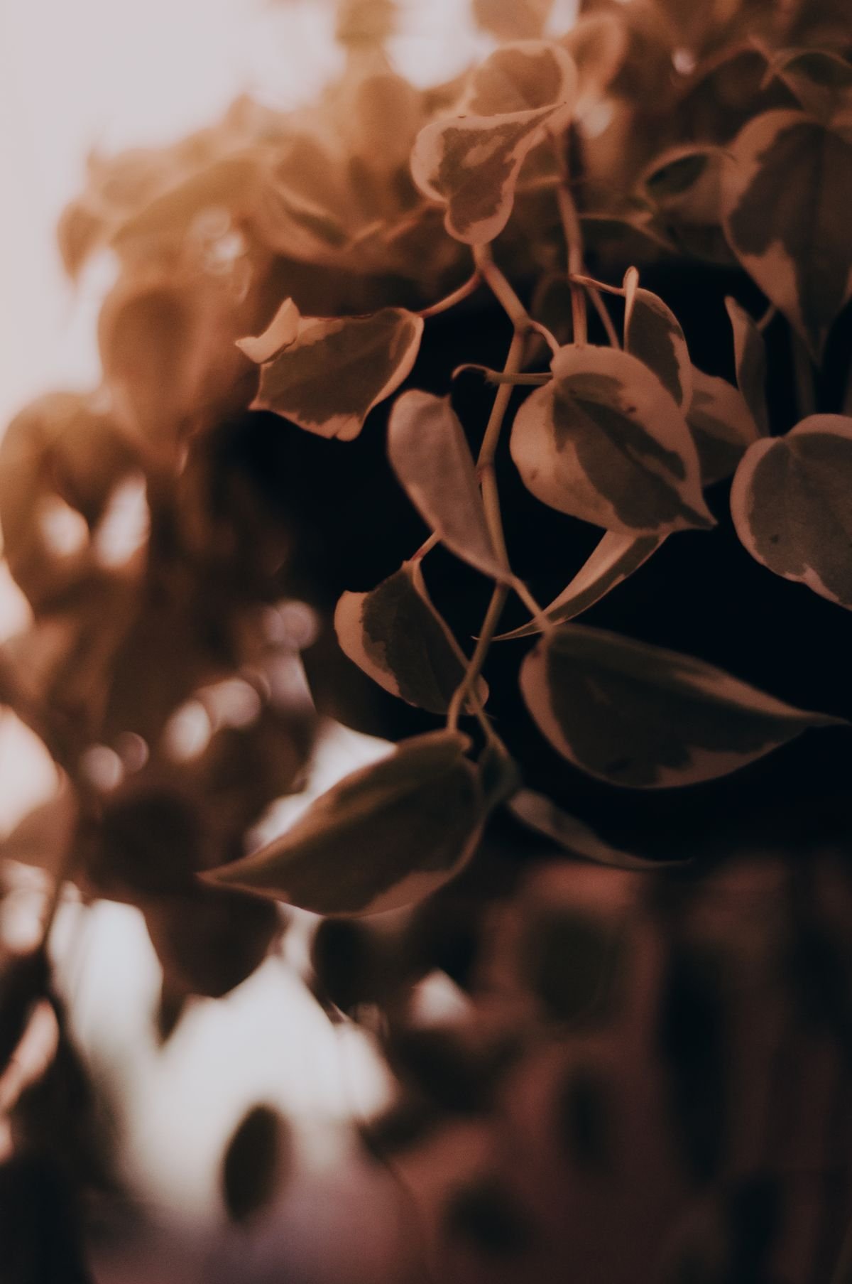 Trailing Peperomia stems illustrating decumbent habit and horizontal spread