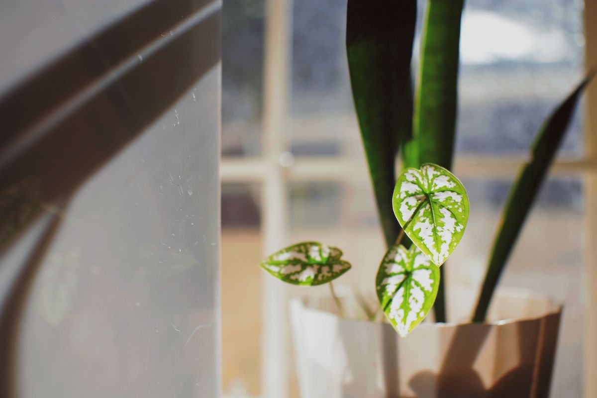 Green houseplant on a windowsill beside glass — distance from the glass changes lux faster than most growers expect