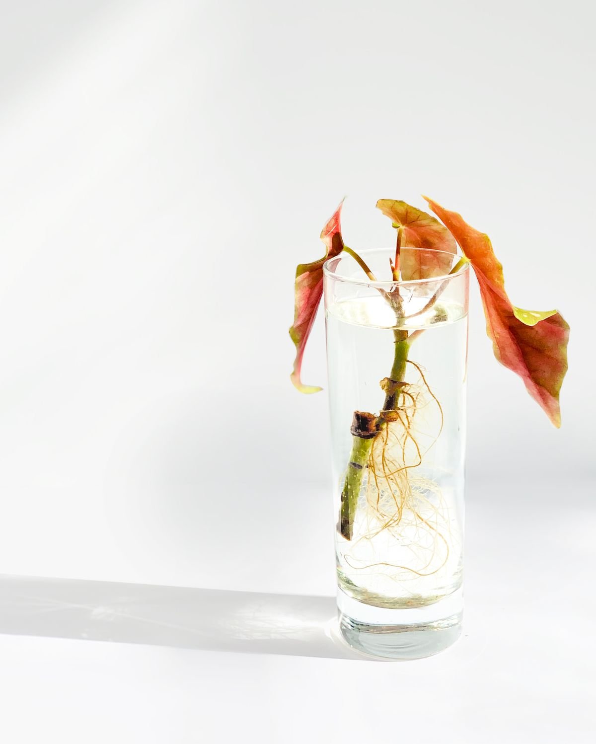 A plant stem rooting in a glass of water with sunlight casting shadows, illustrating the water-propagation stage