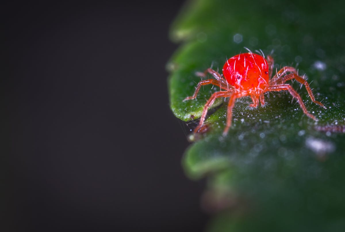 Spider Mites on Peperomia: Identification, Biology & Eradication