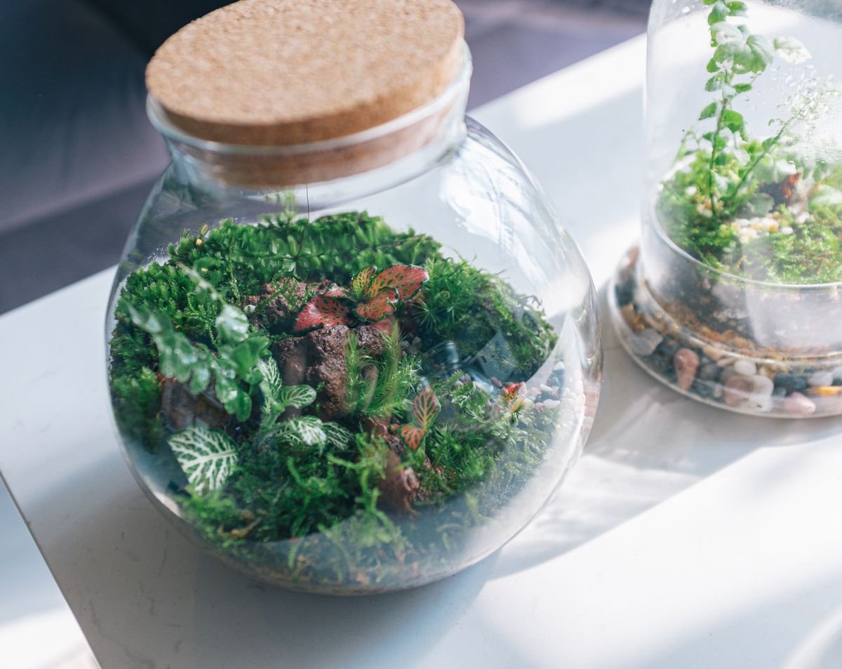 Closed glass terrariums with moss and compact plants illustrating sealed humidity culture