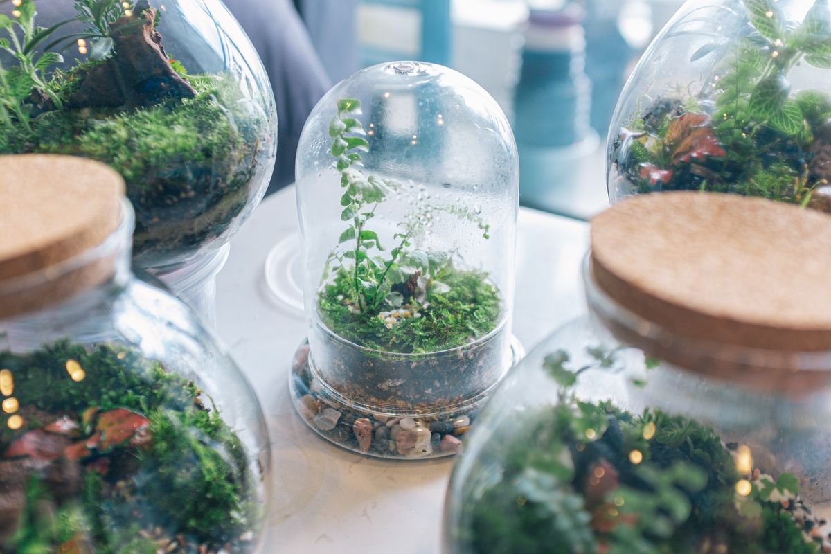 Glass-dome plant enclosure illustrating the sealed high-humidity microclimate leafless nodes need