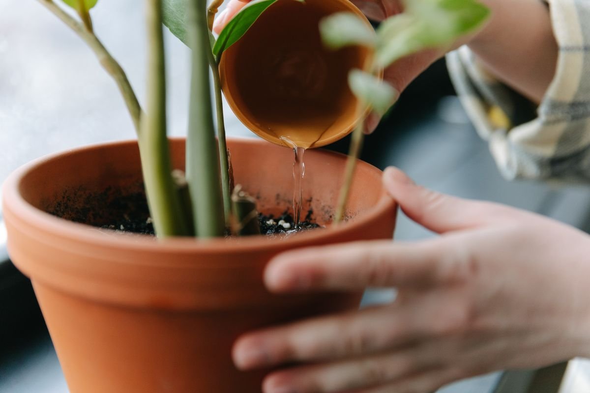 Watering a potted houseplant — liquid humic is typically applied as a dilute root-zone drench