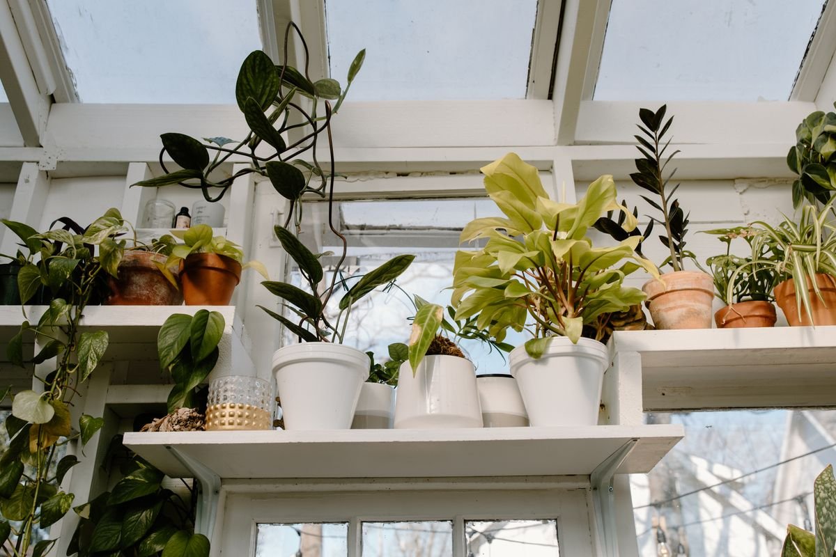 Sunlit greenhouse shelves filled with potted houseplants ready for sale