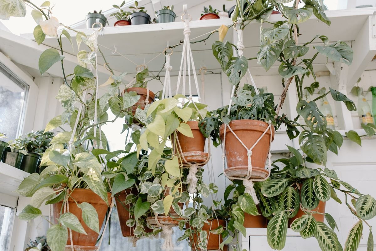 How to Propagate Long Peperomia Vines: Multi-Node Sections