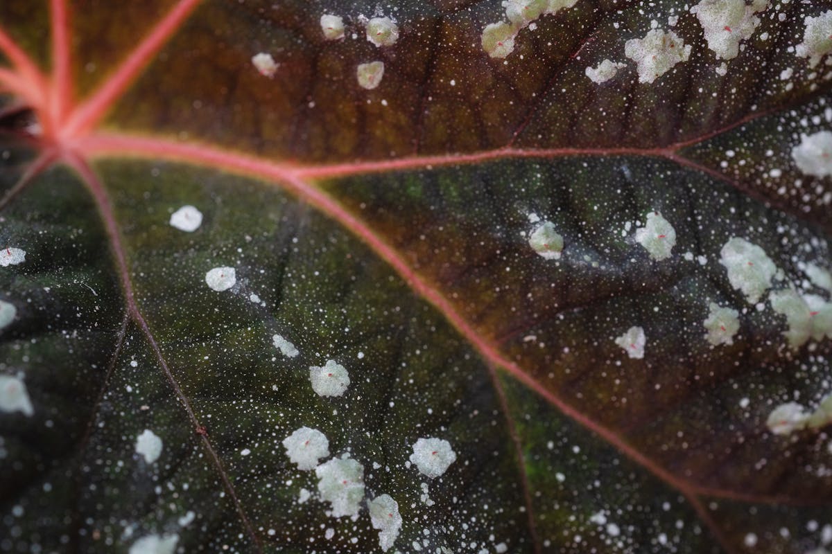 Close-up of a leaf showing fungal disease damage — circular spots with defined borders, distinct from the soft mushy browning of overwatering or the crispy edges of humidity deficit