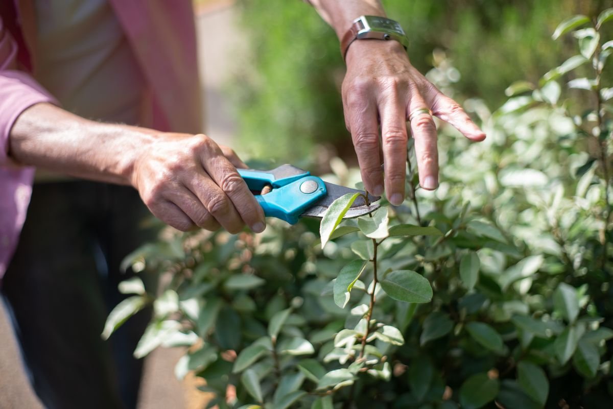 Hands pruning plants with shears — sterilise blades between every cut when removing peperomia leaf spot lesions