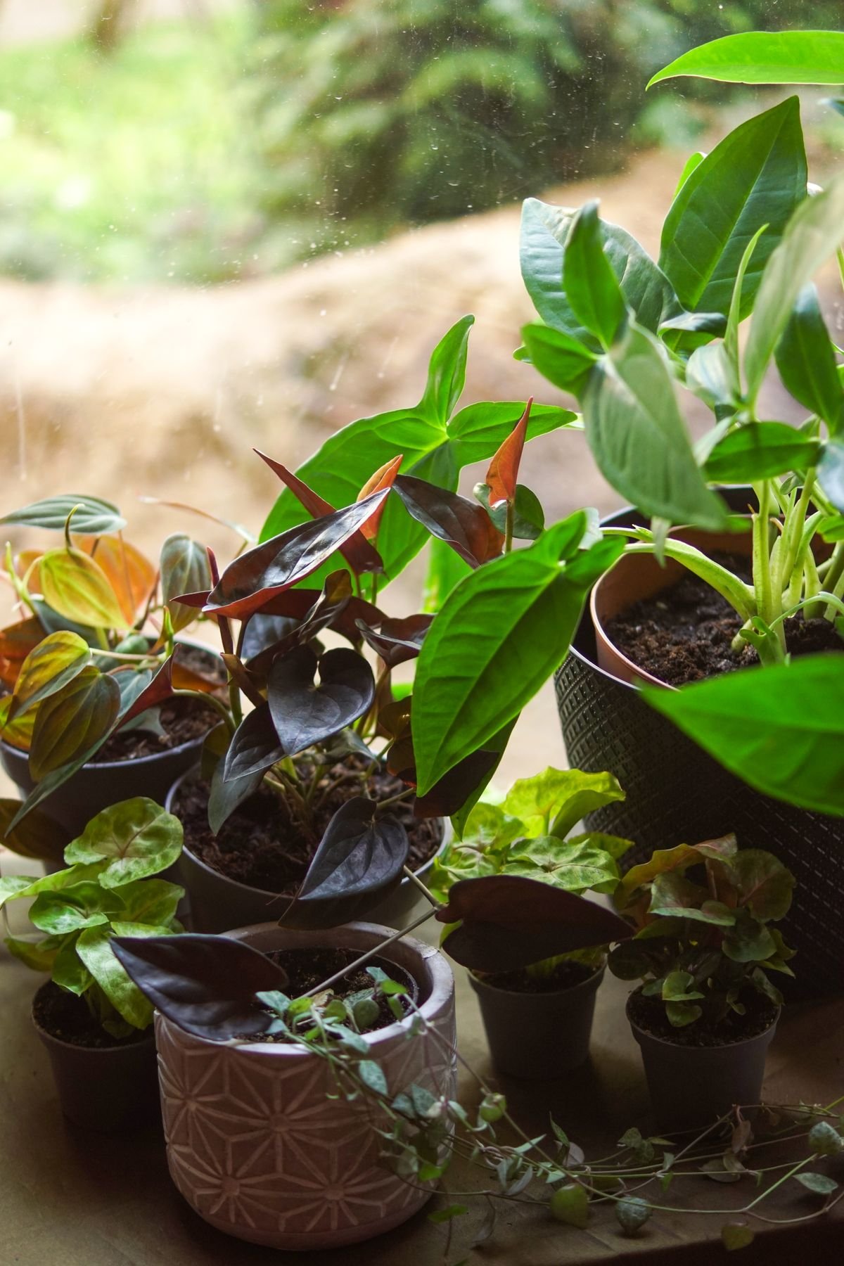 Morphological Diversification: The Varieties of Peperomia
