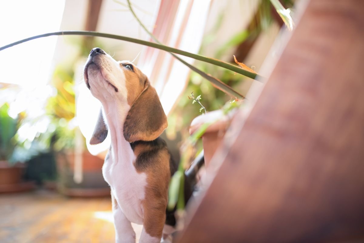 Is Peperomia Obtusifolia Toxic to Dogs?