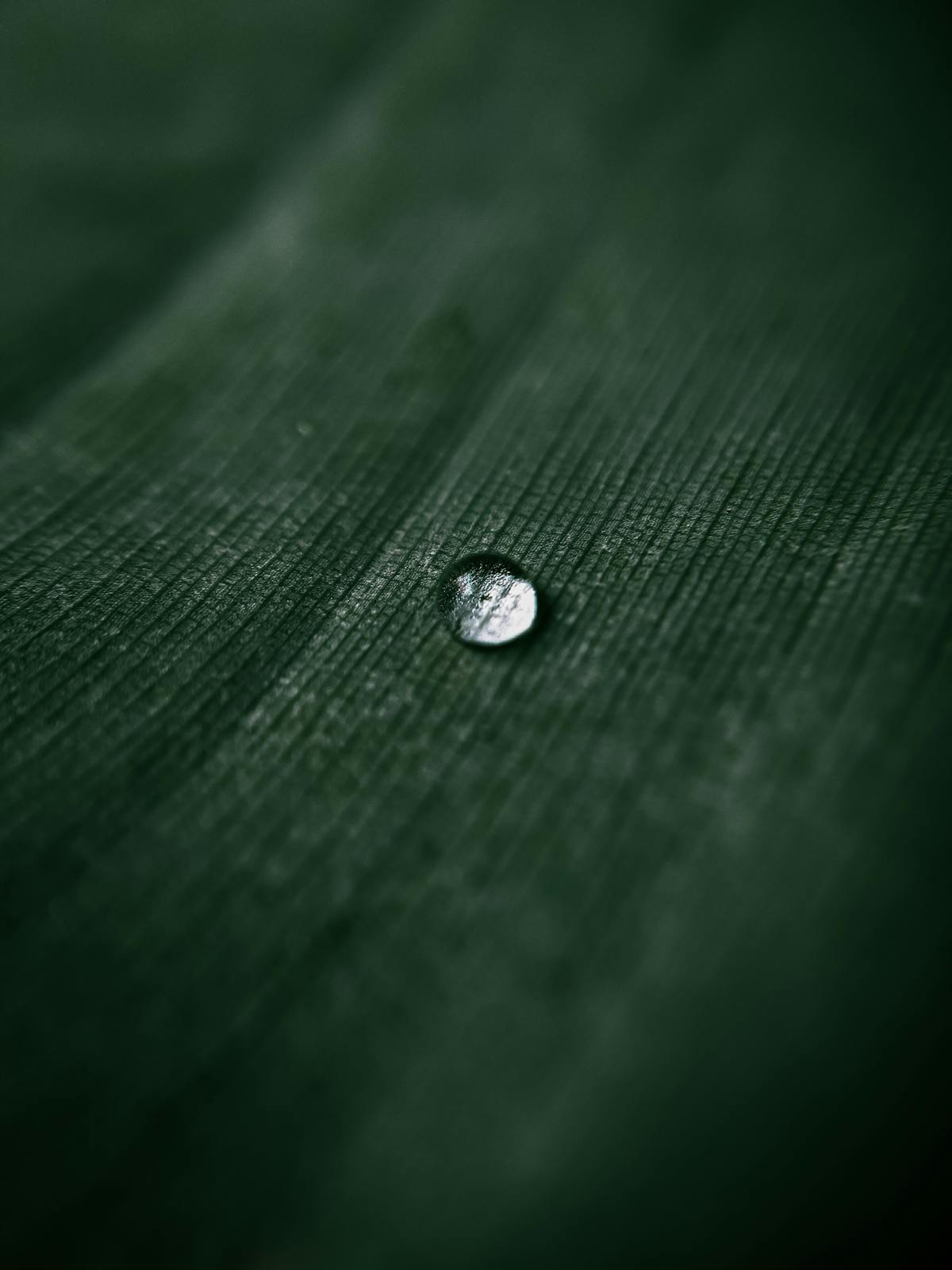 Macro image of a single water droplet resting on a green leaf surface — the same surface tension that defines turgor pressure inside the leaf