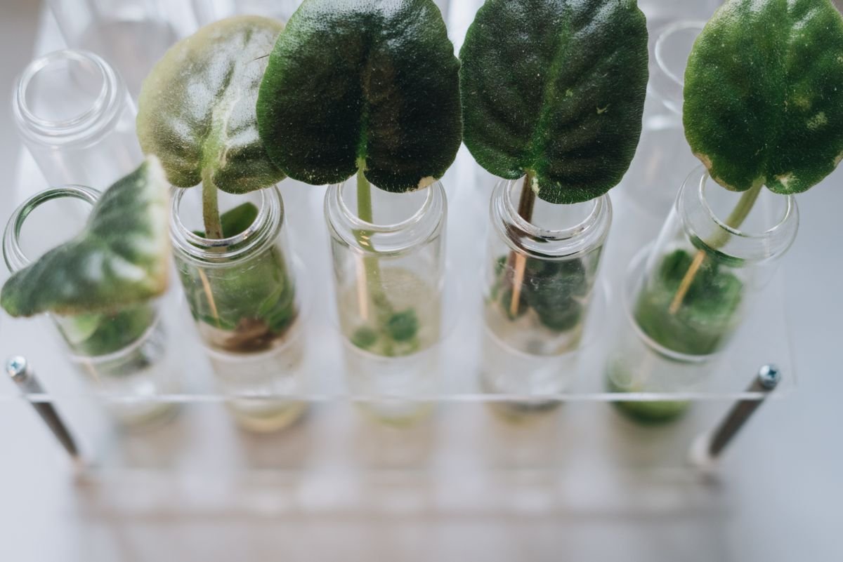 Plant cuttings in glass vessels — clean water props after a successful rescue restart