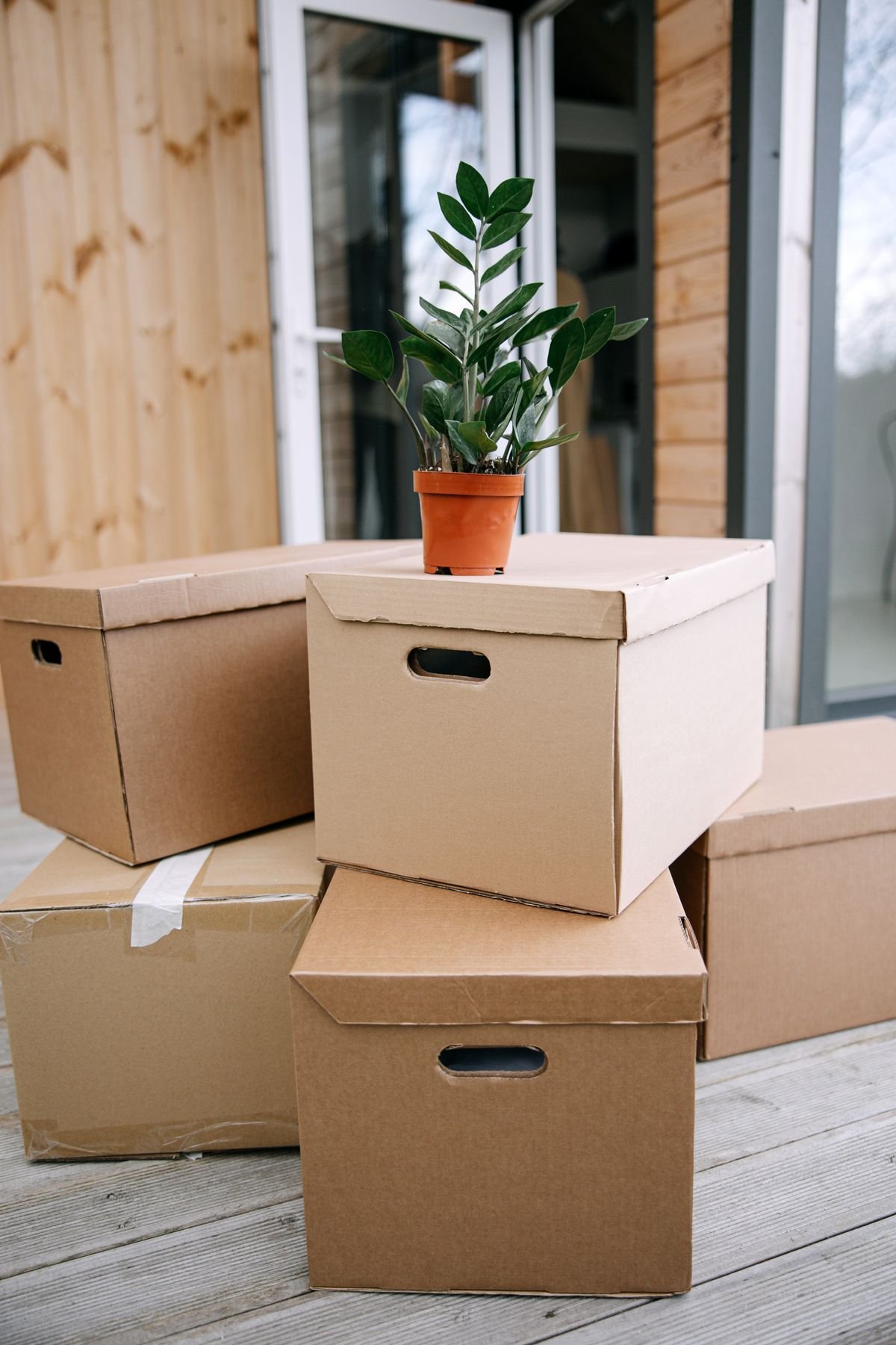 Shipping Peperomia: Avoid Transit Damage & Leaf Drop