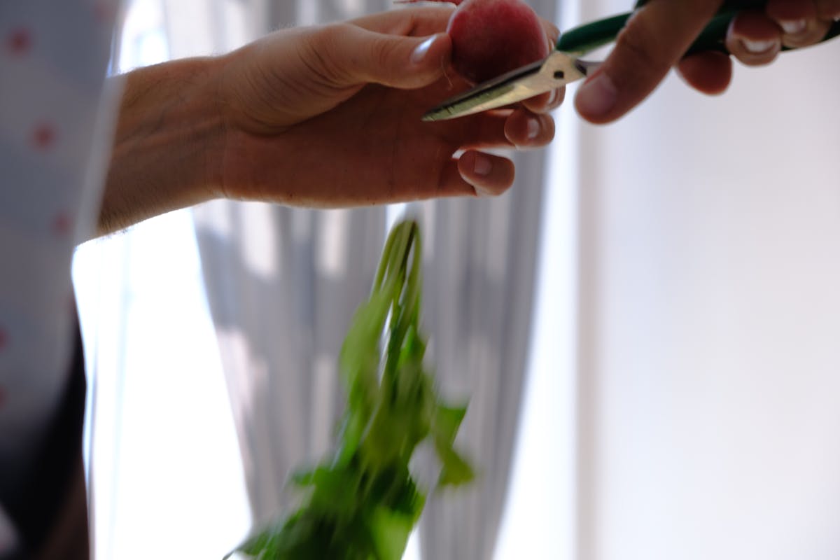 Hands using pruning scissors to cut a leaf at the stem — correct technique for removing brown leaves from Peperomia obtusifolia without creating additional wounds