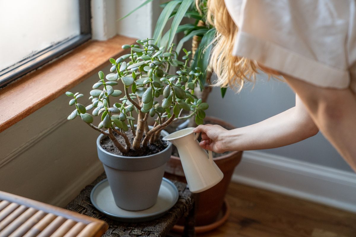 Person watering a potted plant near a window using a long-spout can — useful for the quarterly top-flush that bottom-watering requires